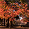 砧公園の紅葉