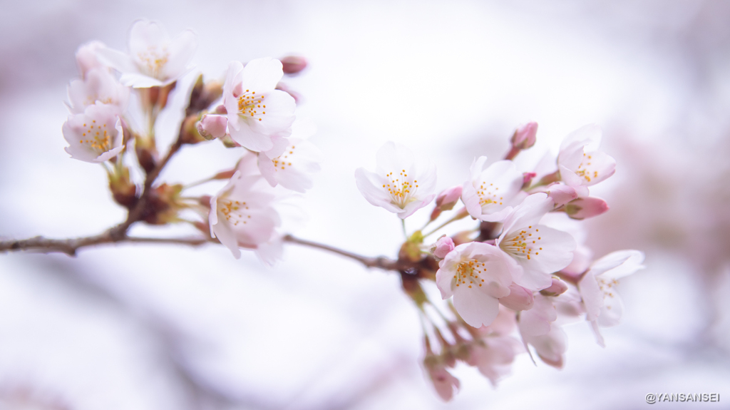 代々木公園の桜