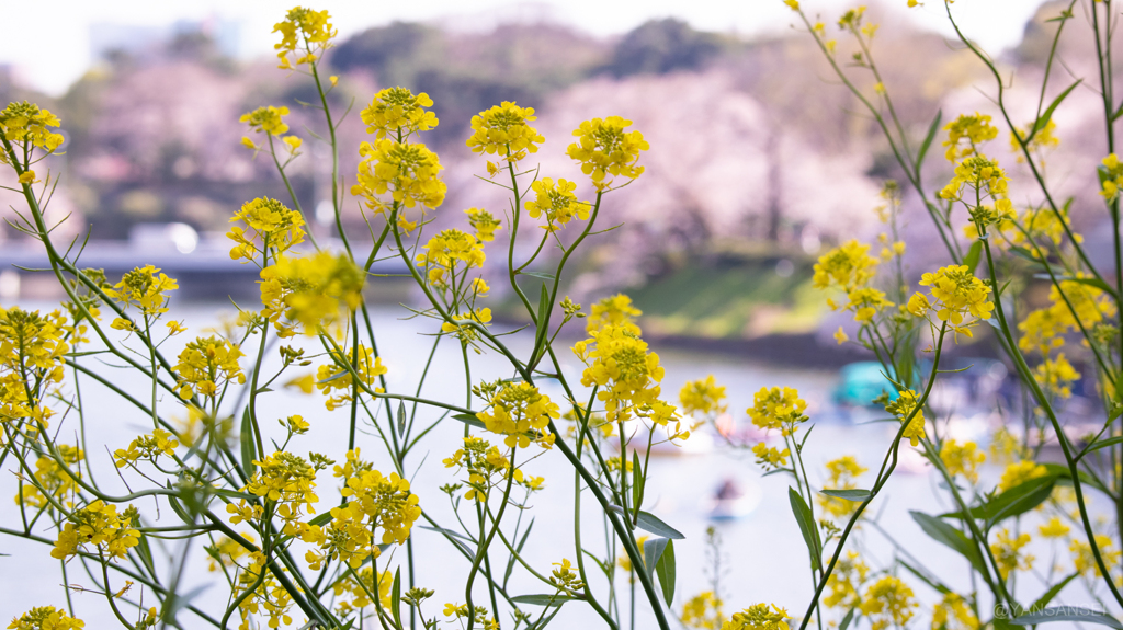 千鳥ヶ淵の菜の花