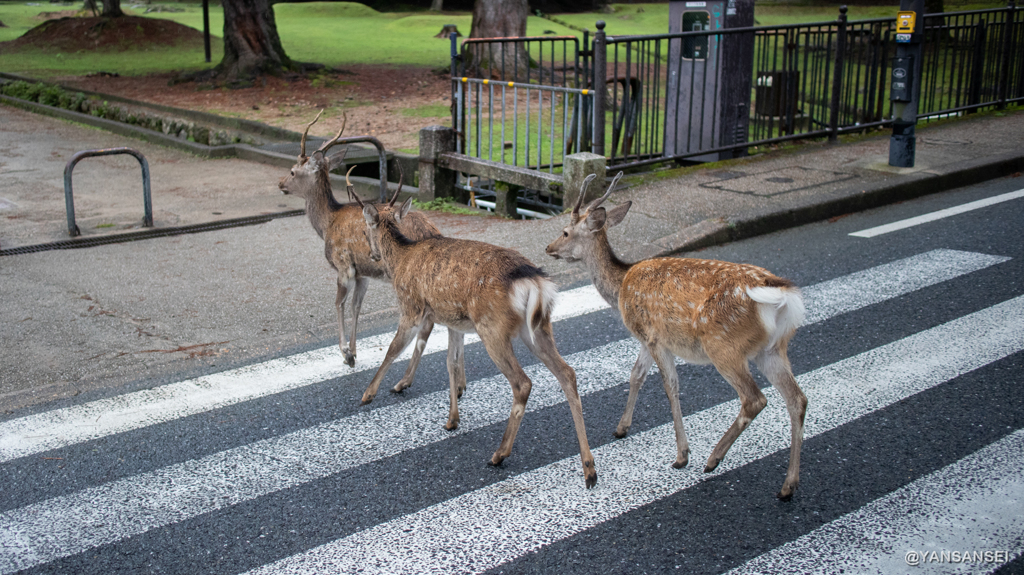 奈良公園の鹿
