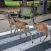 奈良公園の鹿