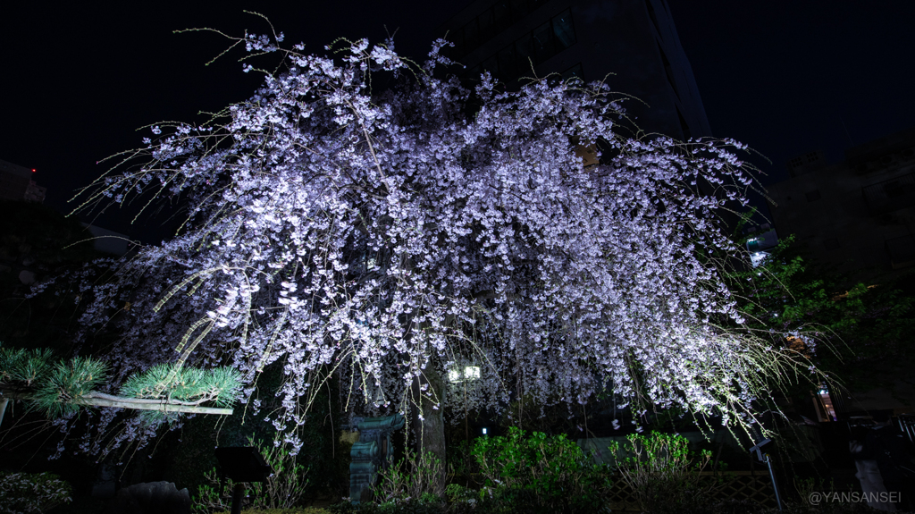 枝垂れ桜