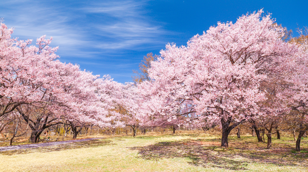 高遠城址公園の桜