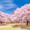 高遠城址公園の桜