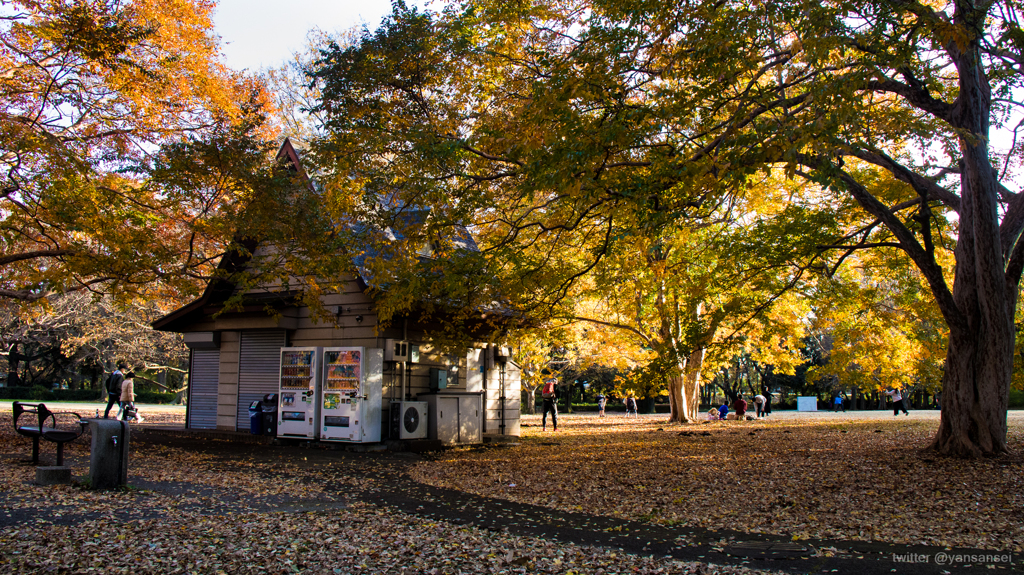 砧公園の紅葉