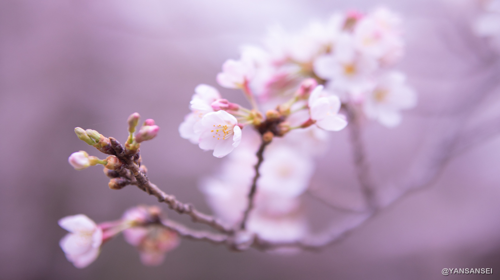 代々木公園の桜