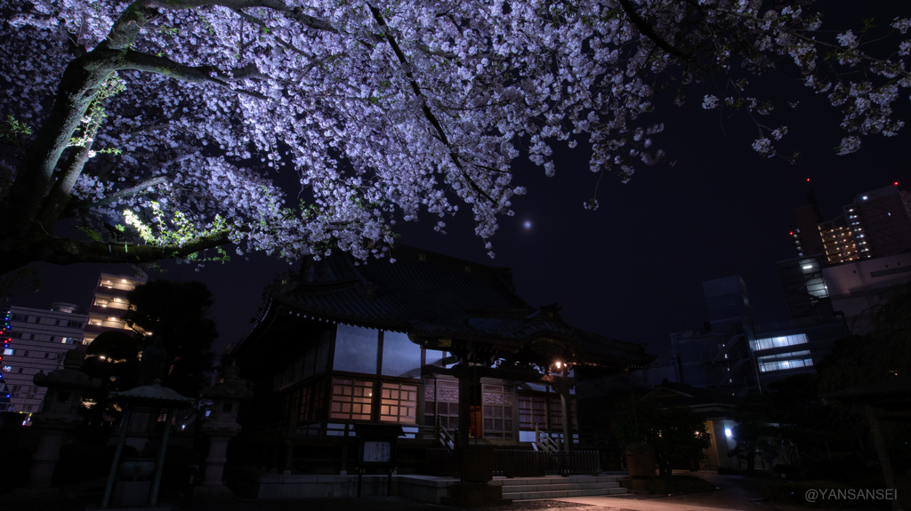 夜桜