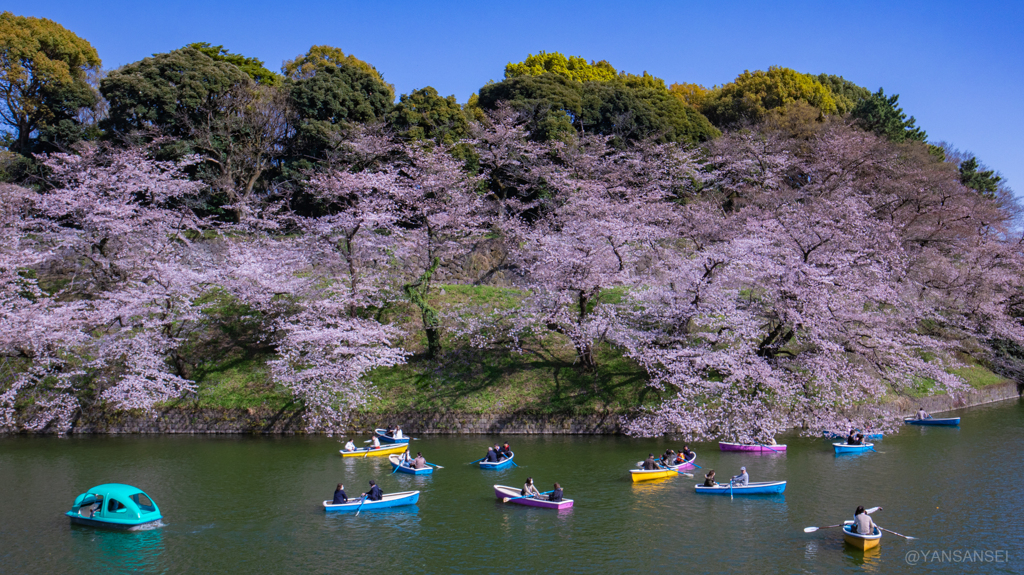 千鳥ヶ淵・桜