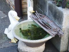 あひる