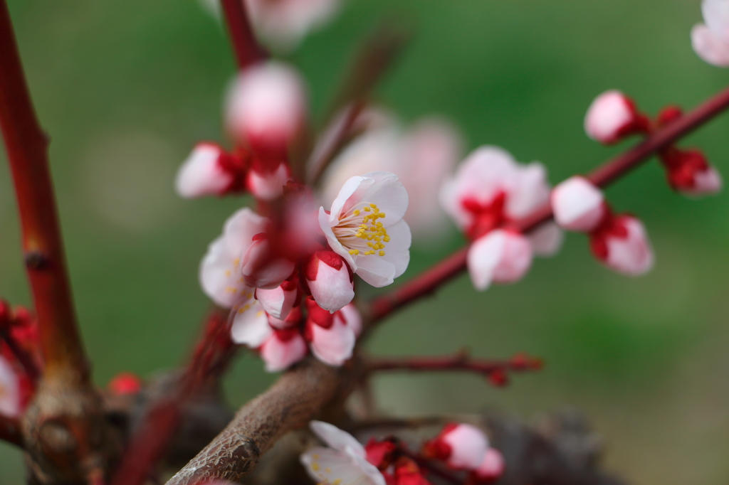 梅の花