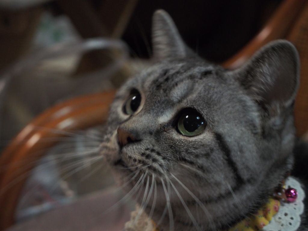 親戚の猫３