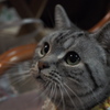 親戚の猫３
