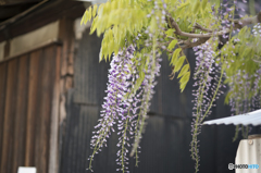桜の次は？
