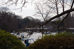 井の頭公園