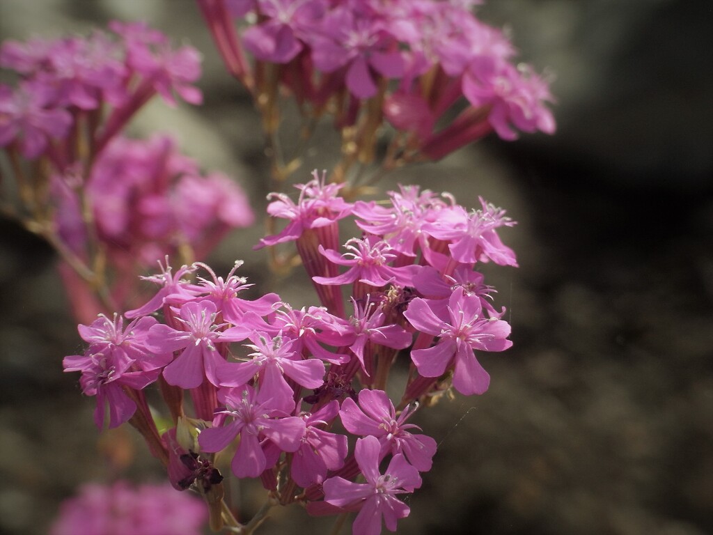 山中湖の花