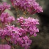 山中湖の花