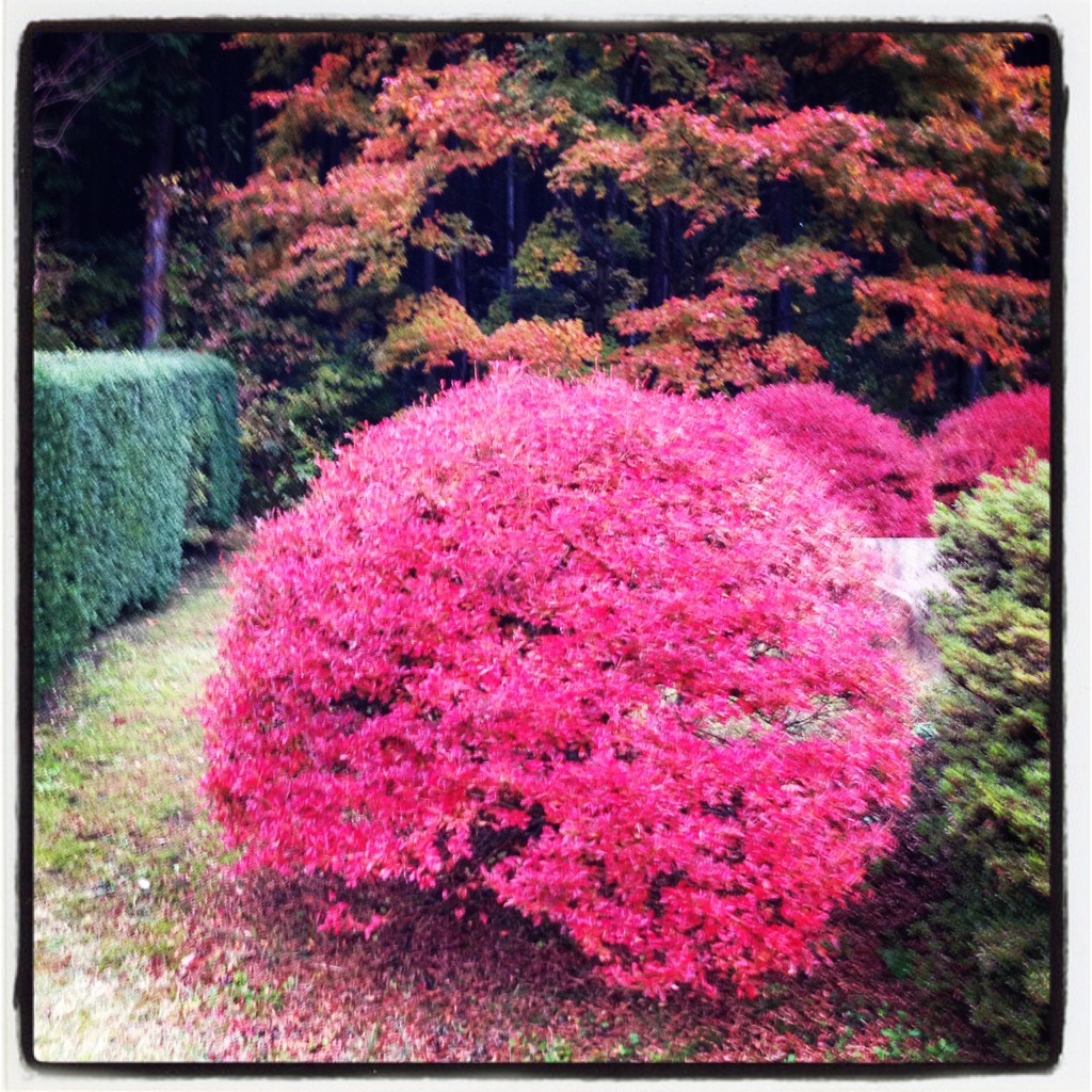 紅葉