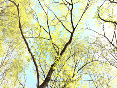 春