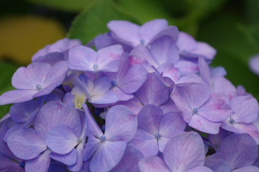 いつかの紫陽花