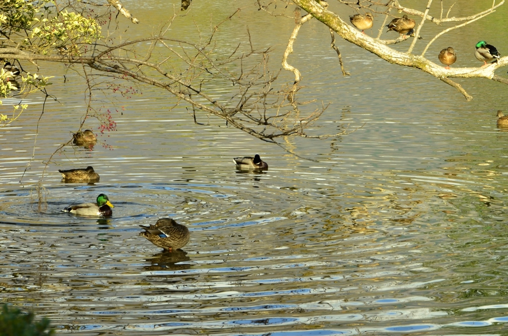 水鳥の遊ぶ池