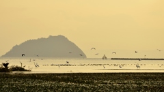 湖北の夕暮れ～水鳥の楽園Ⅱ～