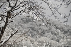38.雪の華