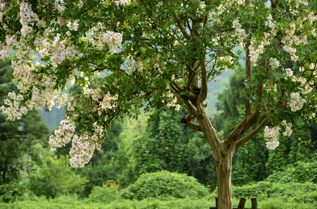 晩夏を彩る百日紅の花　Ⅰ