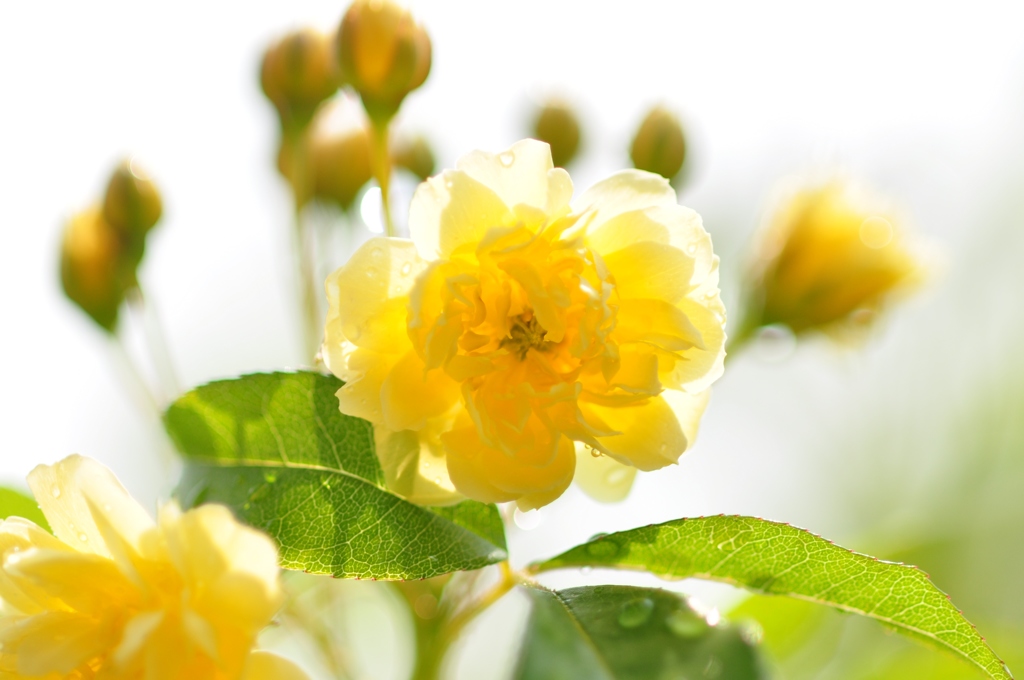 幸せの黄色い薔薇