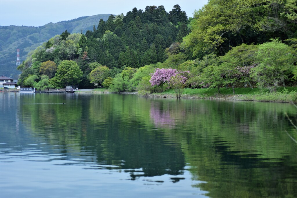 余呉湖の春は足早に