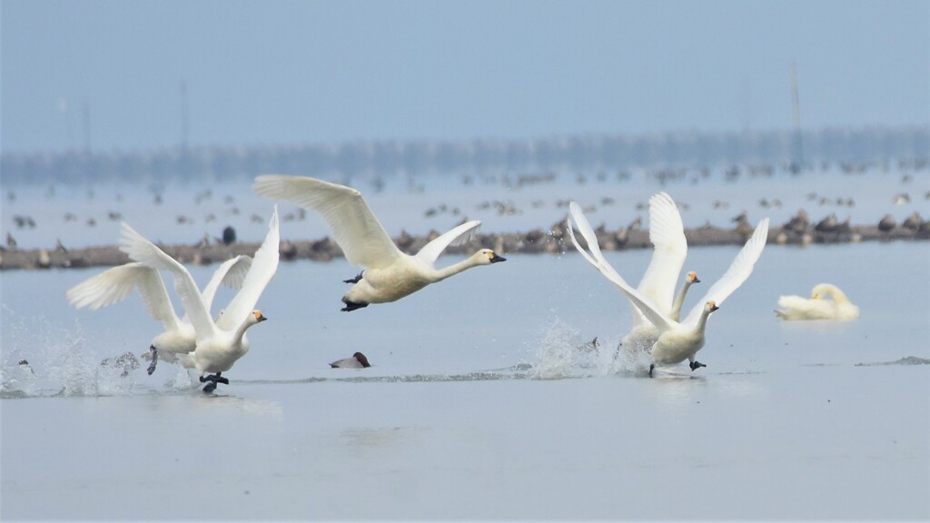 水鳥たちの楽園から