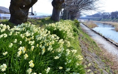 芹川堤の水仙