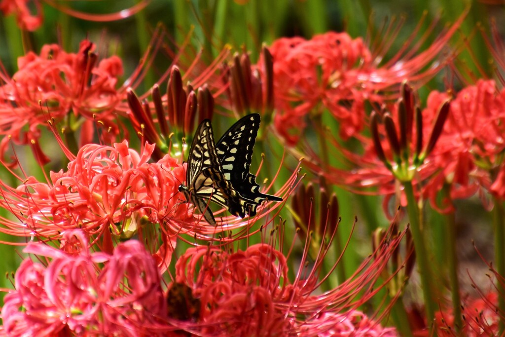 彼岸花にアゲハチョウ