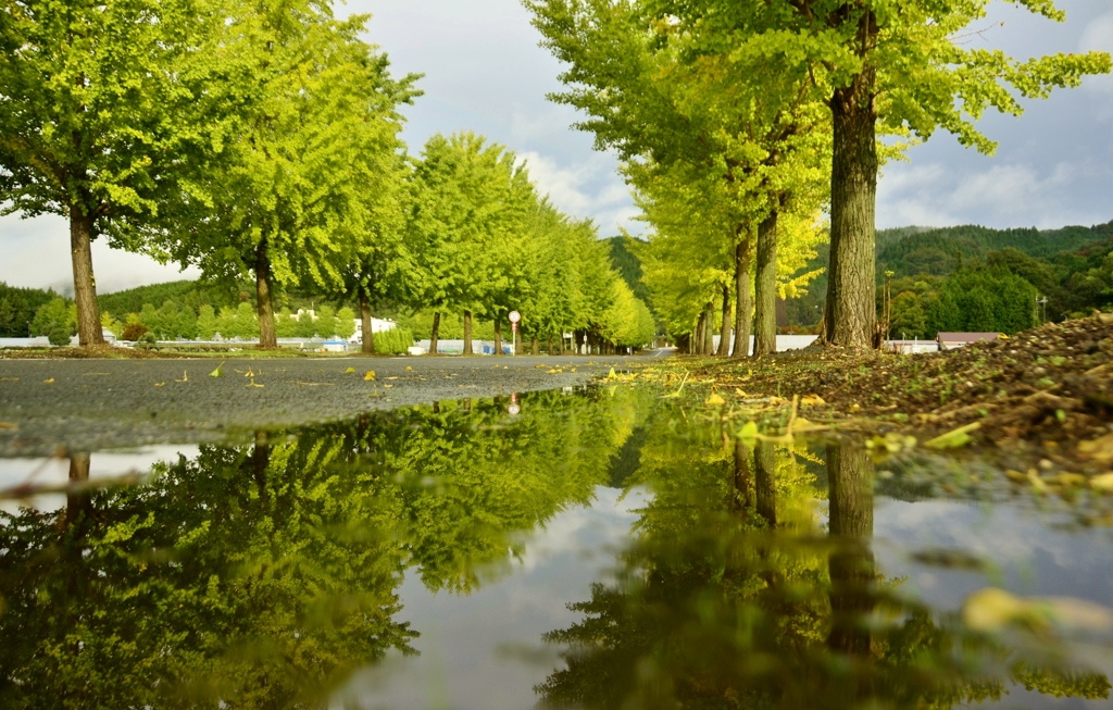 雨あがりの銀杏並木