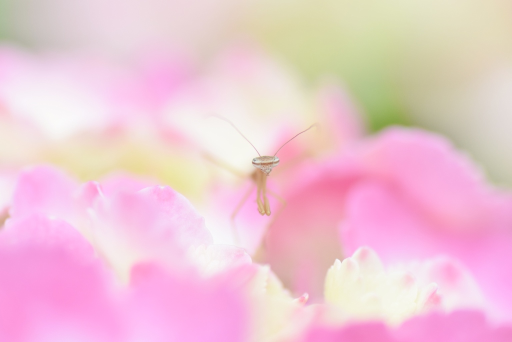 おやゆび姫  カマキリ版