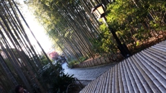 8.竹林の魅力
