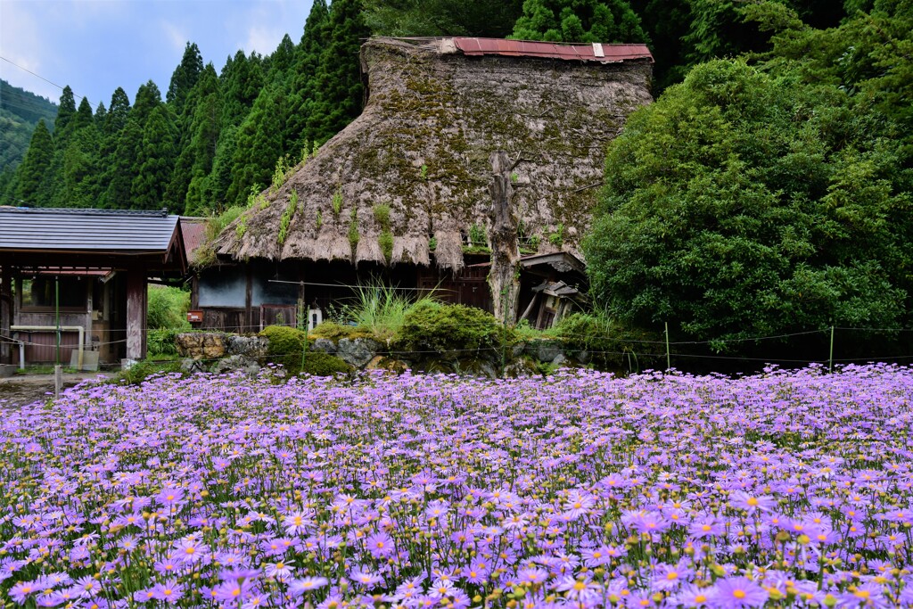 山里に咲く北山友禅菊　1