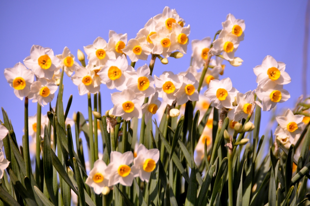 120.あおぞらコーラス隊