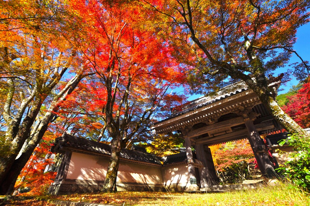 紅葉の東光寺山門