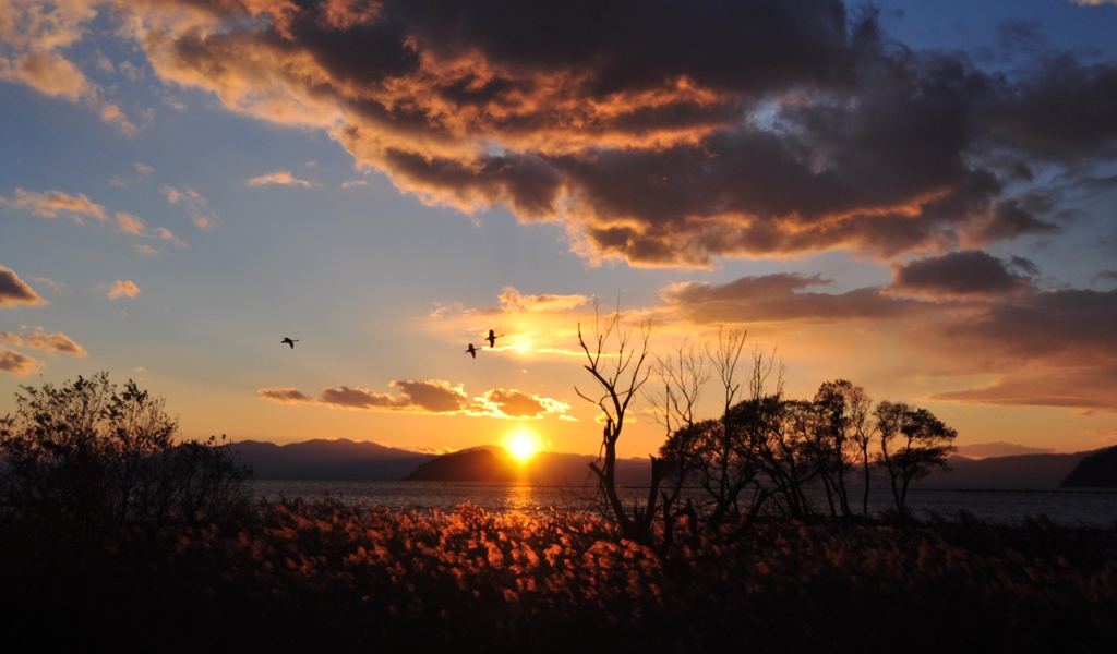 湖北初冬の夕景―コハクチョウの飛来―