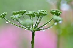 Ｗaterdrops