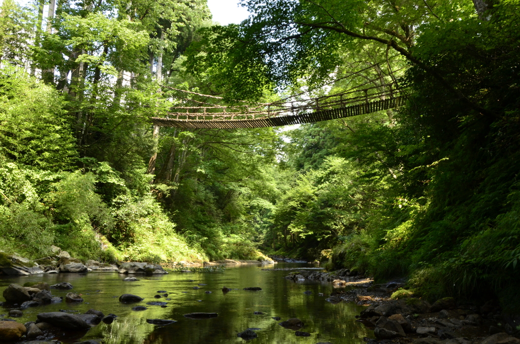 緑の川にかかるかずら橋