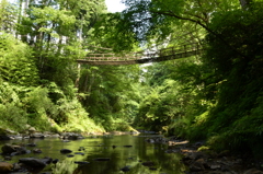 緑の川にかかるかずら橋