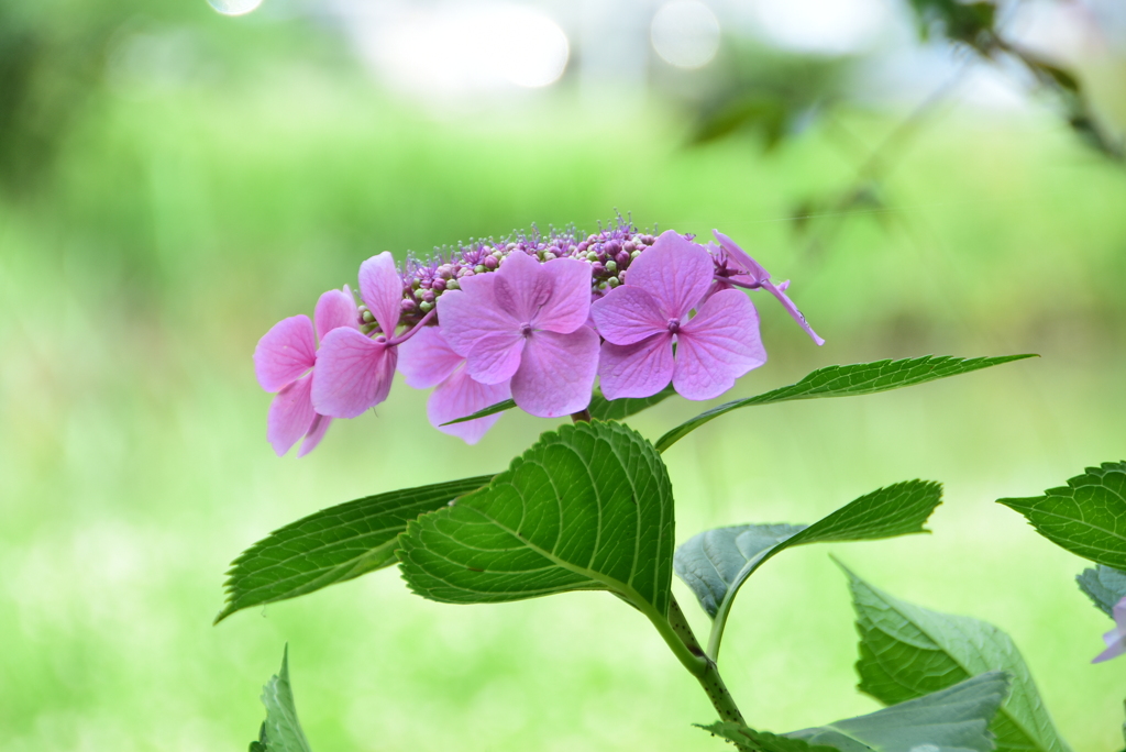 ピンクの額紫陽花