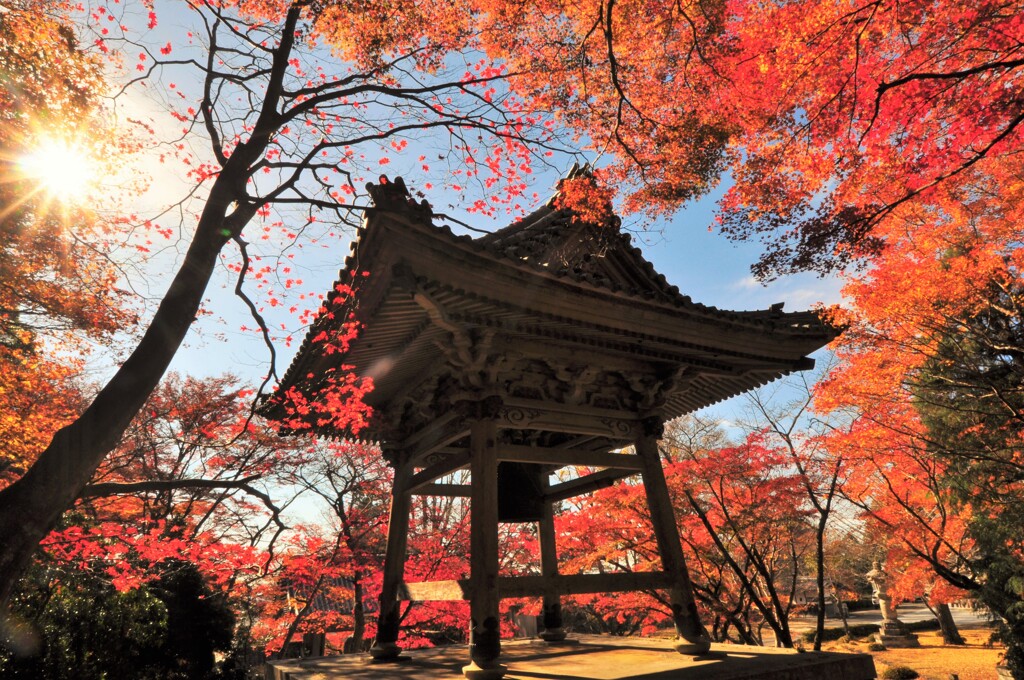 晩秋の東光寺3　～午後の陽ざし～