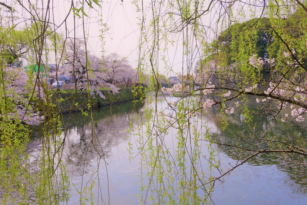 柳越しの風景