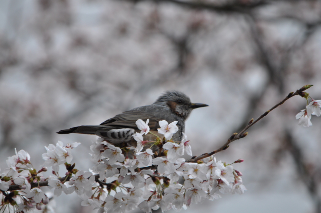 167.桜にヒヨドリ