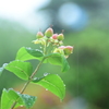 今日は雨降り