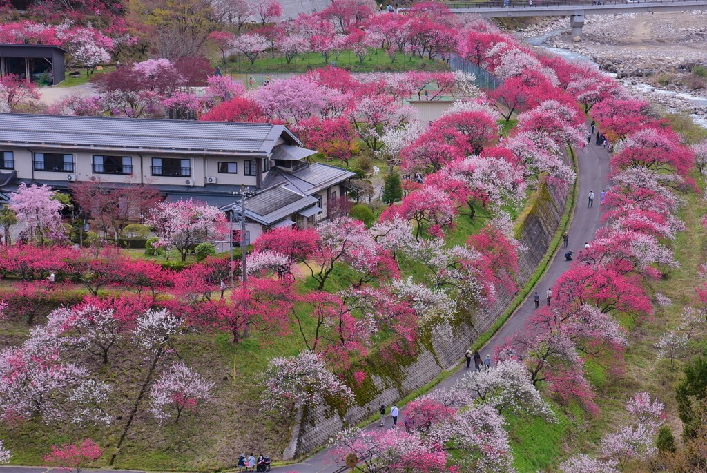 花桃の里2