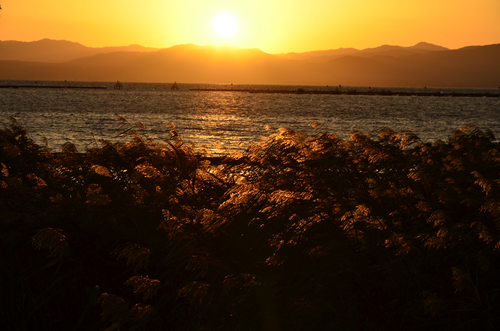 夕映えの葦