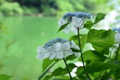 余呉湖畔に咲く紫陽花　2